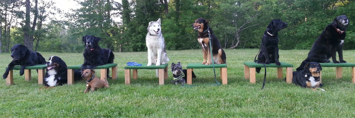 Bild Familienhund 1