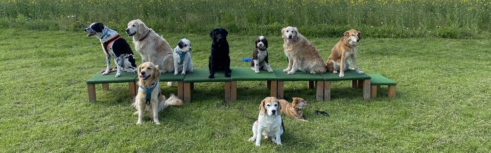 3EC3C0A8-F8BD-4748-B29B-977D28E8571D_1_105_c Bild Familienhund 2